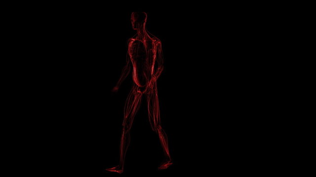 Human muscules only Panorama view of figure (loop)