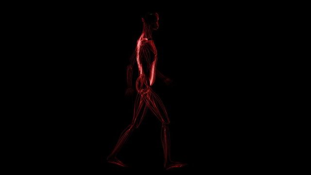 Human muscules only. Lateral view of figure (in a loop)