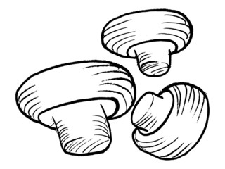 hand drawn, vector illustration of the champignons
