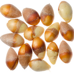 gingko nut isolated