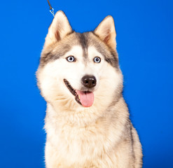 Obraz premium dog husky