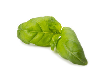 basil leaf