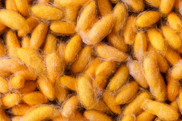 Close up of Thai silk cocoon texture background