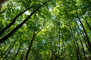 Green young forest