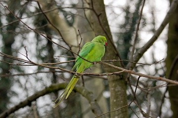 perruche à collier perchée sur une branche