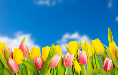 tulpen und himmel