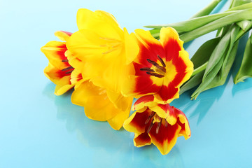 Beautiful tulips in bucket on blue background