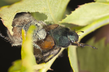 Mating Garden Foliage Beetle, Phyllopertha horticola