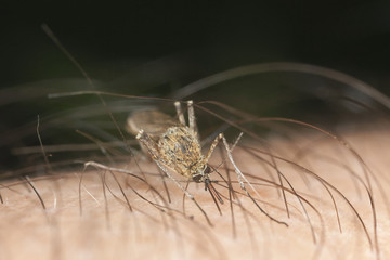 Mosquito sucking blood a windy day, macro photo