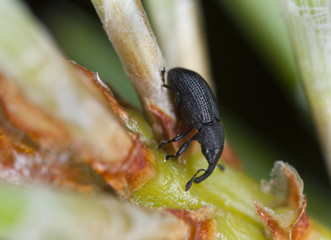 Small weevil feeding on fir, extreme close-up