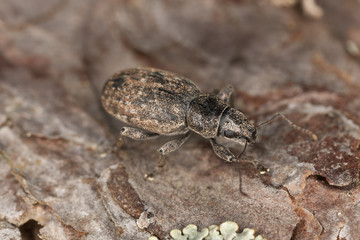 Brachyderus incanus on pine, macro photo