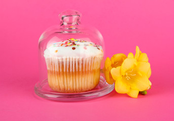 Cupcake on saucer with glass cover, on color background