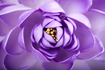 Gardinen Gefälschte Blume © Alessandro Margiotta