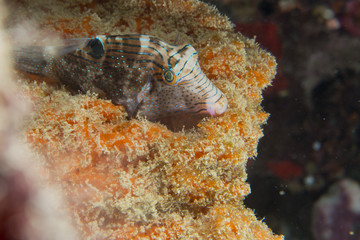 A puffer fish in Philippines