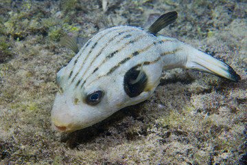 A puffer fish in Philippines