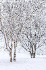 Fototapeta na wymiar Brzozy w śniegu