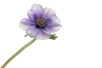 Fototapeta premium Anemone