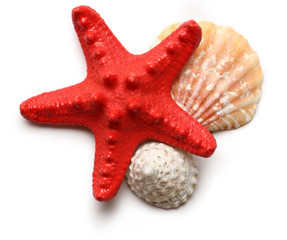 Seastar and seashells on white