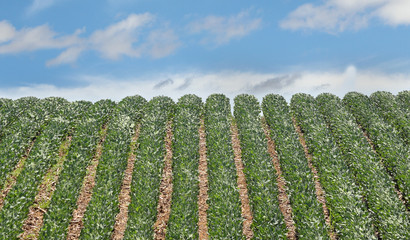Rows of Soybeans
