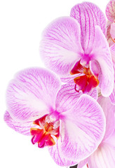orchid lilac