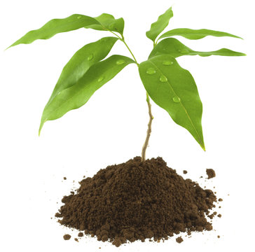 jeune plant de litchi
