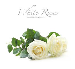 Fototapeta premium three white roses isolated on white