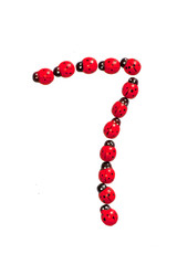 Photograph of beetles Number