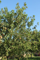 Fototapeta na wymiar An Apple Tree Orchard on a Sunny Day.