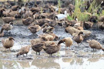 ducks feeding in mud