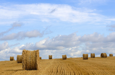 Harvest time