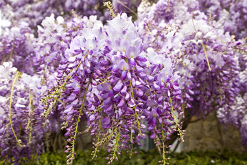 Obraz premium Wisteria chinese