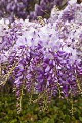 Obraz premium Wisteria chinese