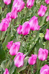 Fototapeta premium Tulips are in a garden