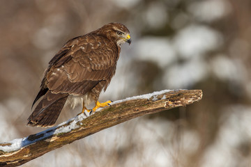 Buzzard on a branch