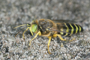 Sand Wasp, Bembix rostrata, macro photo