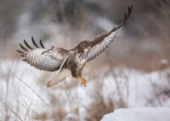 Buzzard about to land
