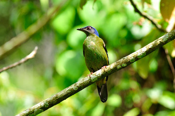 Green Cochoa perching on a branch with nice details
