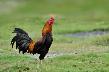 A smart fighting cock standing on green grass field