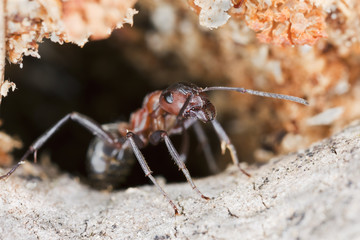 Ant solder guarding the nest, extreme close-up