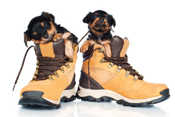 two adorable puppies in boots