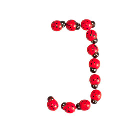 Photograph of beetles Number J