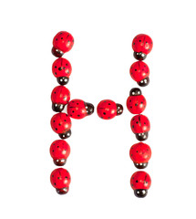 Photograph of beetles Number H