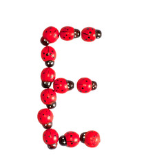 Photograph of beetles Number E