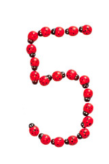 Photograph of beetles Number 5