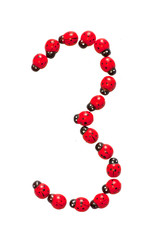 Photograph of beetles Number 3