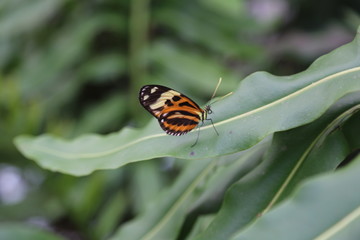 tropischer Schmetterling