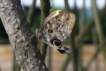 Schmetterling - Bananenfalter