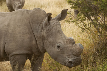 Obraz premium Rhinoceros