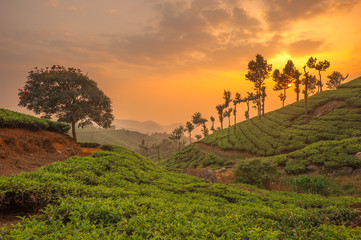 Teeplantagen in Munnar, Kerala, Indien