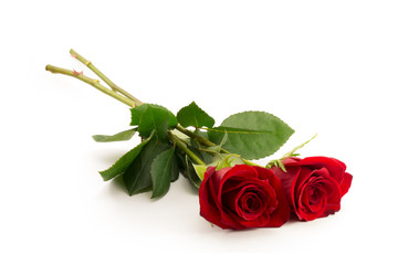 red Rose